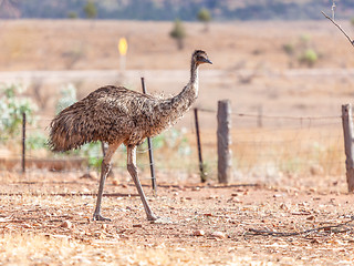 Image showing Emu Bird in Australia