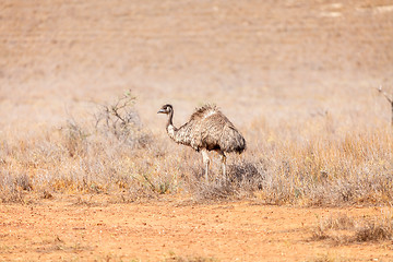 Image showing Emu Bird in Australia