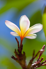 Image showing white and yellow frangipani flower