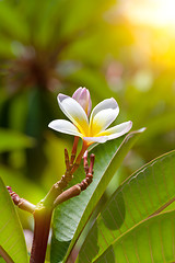 Image showing white and yellow frangipani flower