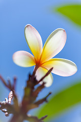 Image showing white and yellow frangipani flower