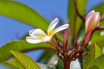 Image showing white and yellow frangipani flower