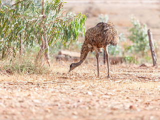 Image showing Emu Bird in Australia