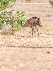 Image showing Emu Bird in Australia