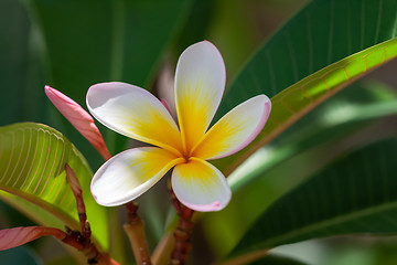 Image showing white and yellow frangipani flower