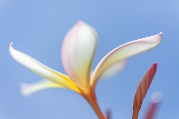 Image showing white and yellow frangipani flower