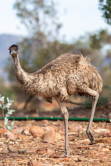 Image showing Emu Bird in Australia