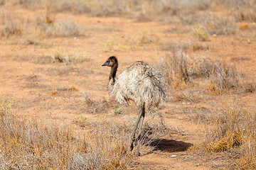 Image showing Emu Bird in Australia