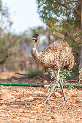 Image showing Emu Bird in Australia