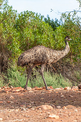 Image showing Emu Bird in Australia