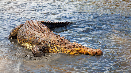 Image showing crocodile Australia