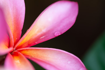 Image showing pink frangipani flower