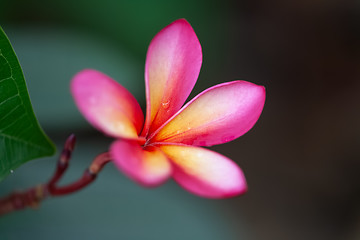 Image showing pink frangipani flower