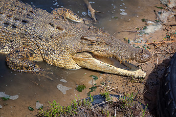 Image showing crocodile Australia