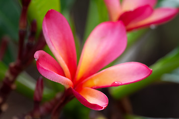 Image showing pink frangipani flower