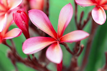 Image showing pink frangipani flower