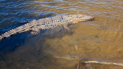 Image showing crocodile Australia