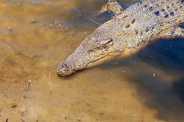 Image showing crocodile Australia