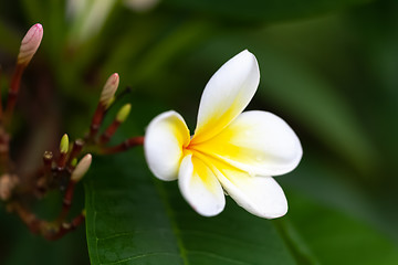 Image showing white and yellow frangipani flower