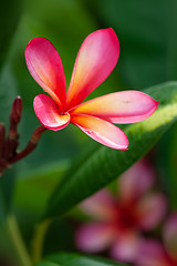 Image showing pink frangipani flower