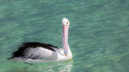 Image showing pelican Australia sea