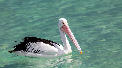 Image showing pelican Australia sea