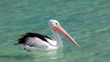 Image showing pelican Australia sea