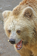 Image showing Growling bear