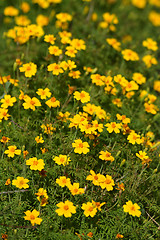 Image showing Marigolds