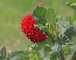 Image showing Red dahlia