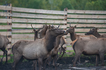 Image showing marals on farm in Altay