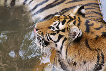 Image showing Tiger