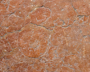 Image showing Ammonite fossil in red marble