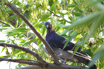 Image showing Pigeon