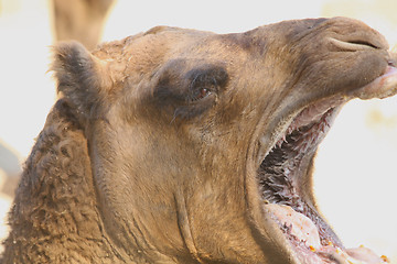 Image showing Camel