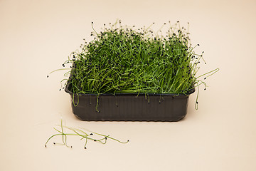 Image showing Micro greens sprouts of amaranth