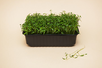 Image showing Micro greens sprouts of amaranth