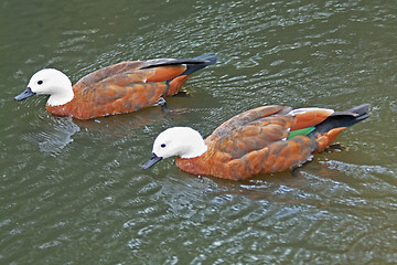 Image showing Two ducks