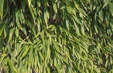 Image showing bamboo tree leaves