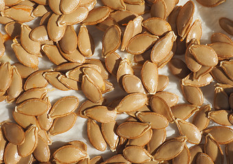 Image showing pumpkin squash seed