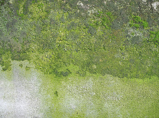 Image showing weathered concrete wall with green moss background