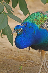 Image showing Peacock's grace