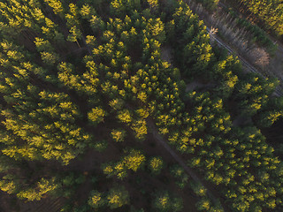 Image showing Aerial view of summer forest.