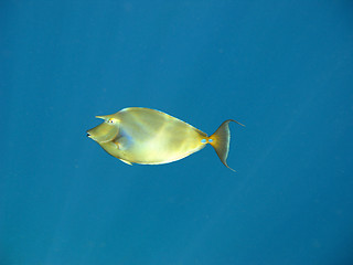 Image showing Tropical coral fish