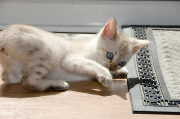 Image showing Kitten