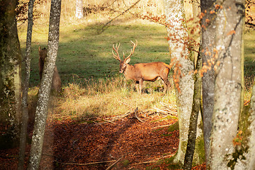 Image showing stag in the forest