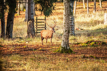 Image showing stag in the forest