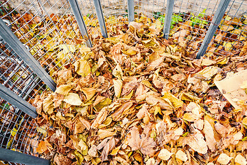 Image showing autumn foliage batch