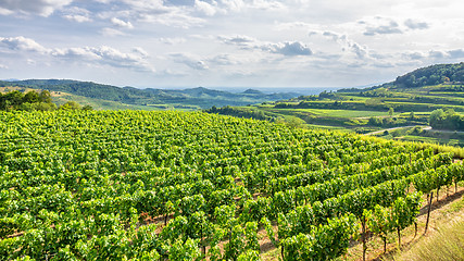 Image showing aerial view vineyard scenery at Kaiserstuhl Germany