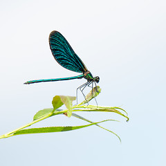 Image showing beautiful dragonfly insect with space for your content